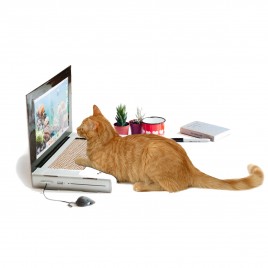 Laptop-drapak dla kota
